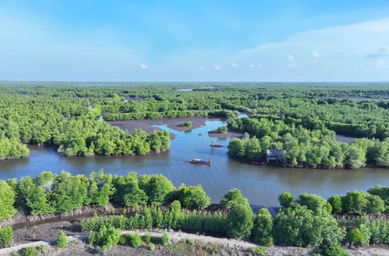 Hutan mangrove dilihat dari atas