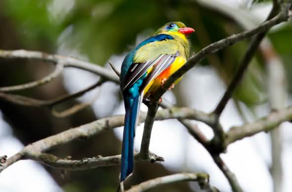 Burung di Indonesia