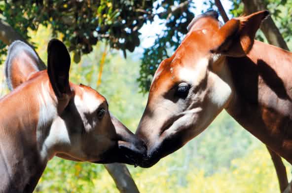 dua ekor okapi