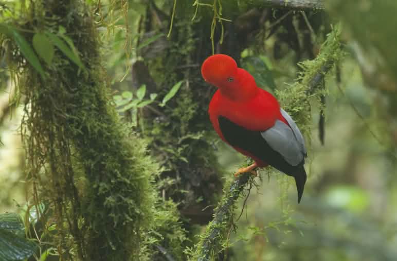 Seekor burung jago-batu andes dengan bulu merah bertengger di antara dahan berlumut