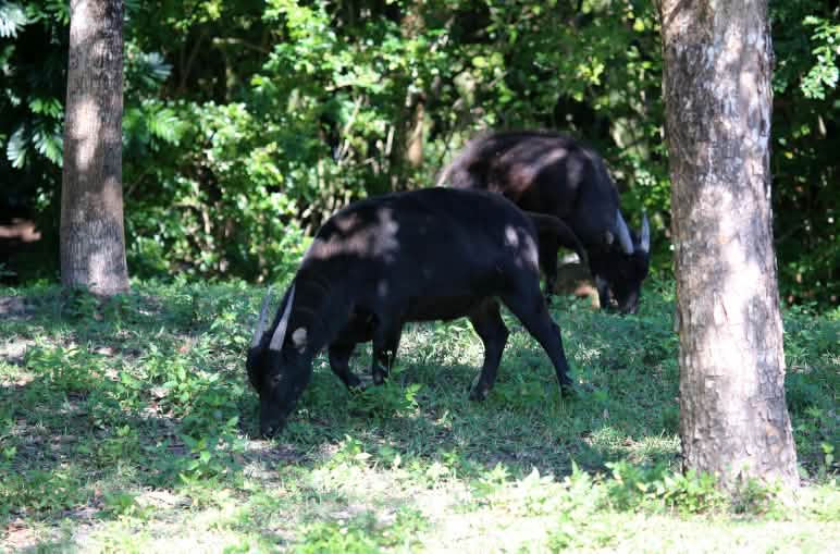 Anoa, sapi kerdil dari Sulawesi