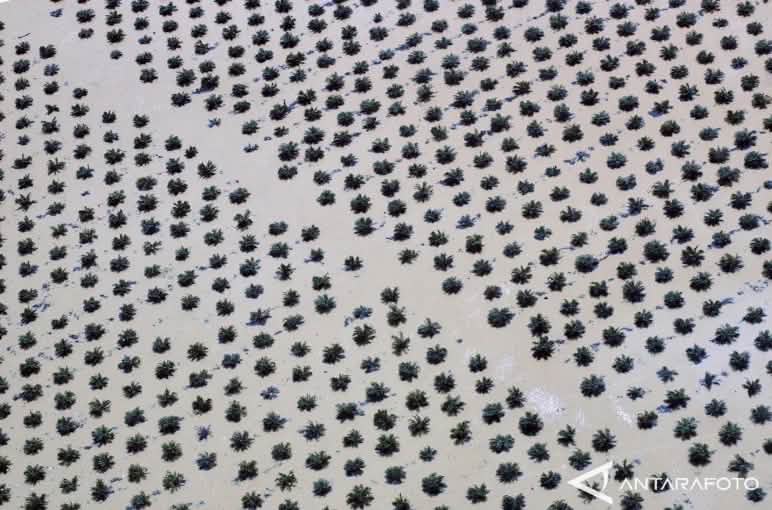 Foto dari udara: Perkebunan sawit di Sumatra yang tergenang banjir