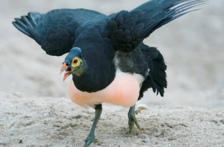 Burung maleo