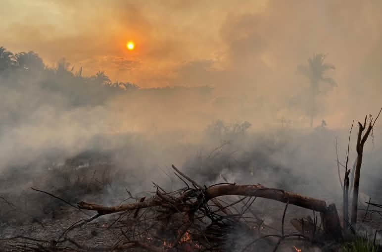 Sebuah pohon yang tumbang karena terbakar di sebuah lahan yang tertutup kabut asap tebal di hutan hujan