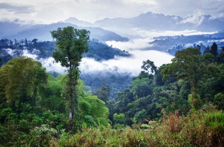Pemandangan dari bukit: Hutan hujan yang tertutup awan dengan latar belakang jajaran pegunungan