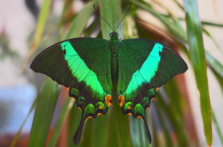 Kupu-kupu ekor layang-layang