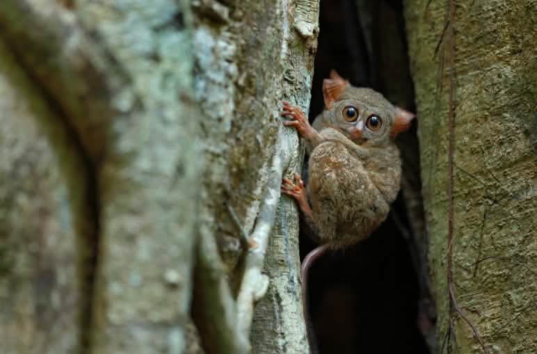 Tarsius gursky (tarsius spectrumgurskyae)
