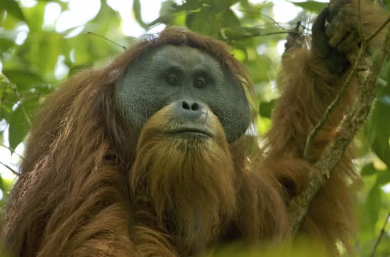 Orang Utan Tapanuli di pohon