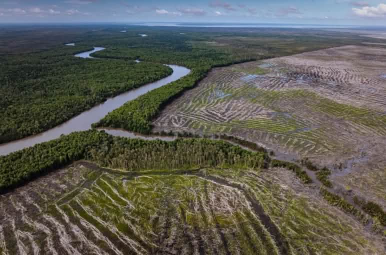 Wilayah luas yang telah habis ditebang diambil dari foto drone