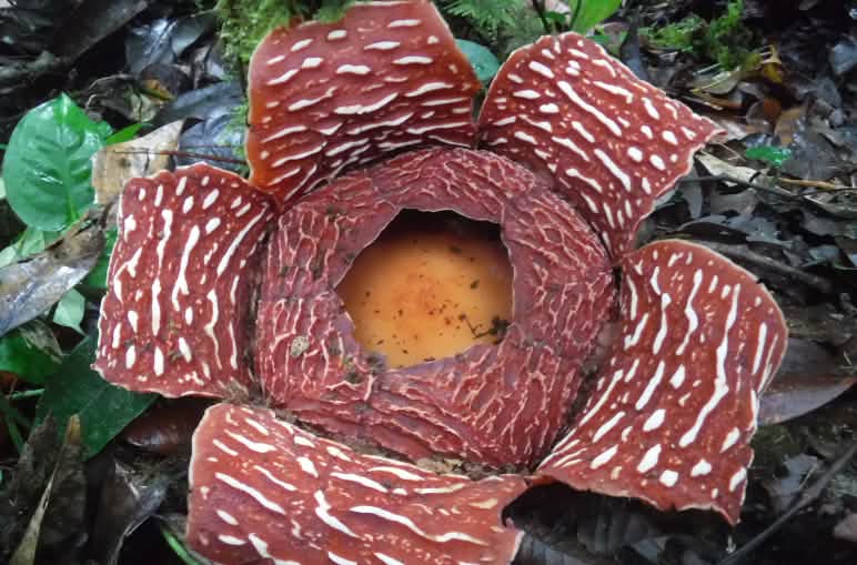 Rafflesia arnoldii