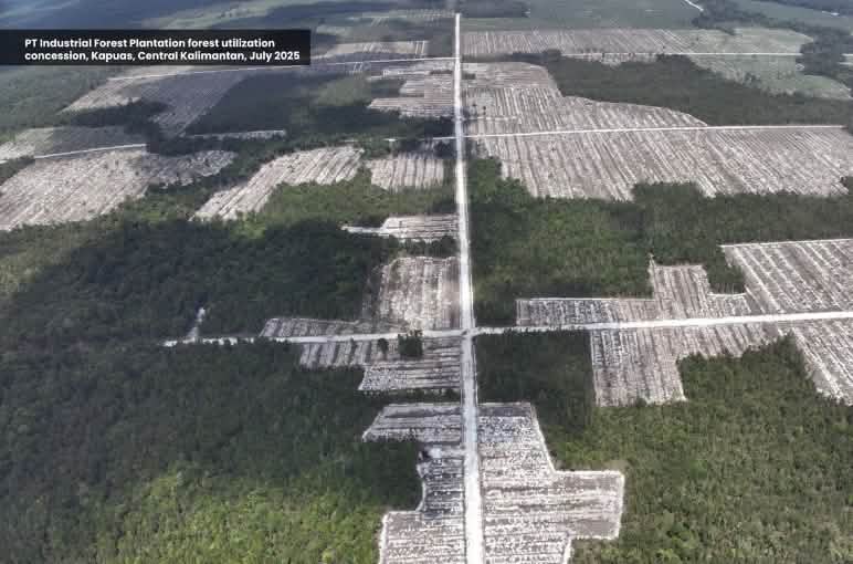 Foto hutan yang sudah ditebang dari kamera drone