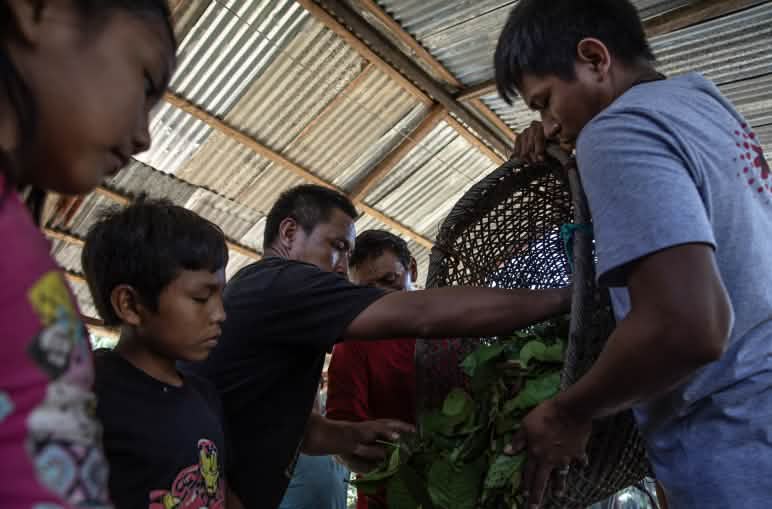 Beberapa orang menuang bahan tumbuhan dari keranjang