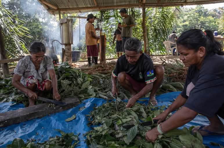Tiga warga mengolah bahan-bahan tumbuhan yang berserak di atas. Di latar belakang berdiri dua laki-laki di samping alat distilasi uap