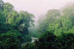 Sungai di hutan hujan