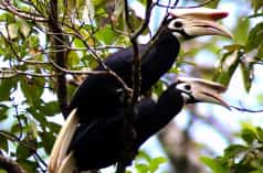 Dua burung rangkong sedang bertengger di ranting pohon