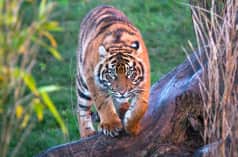 Harimau Sumatera