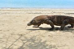 Biawak Komodo jalan di pantai pasir