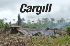 Kebakaran hutan + Logo Cargill