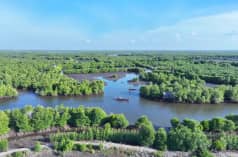 Hutan mangrove dilihat dari atas