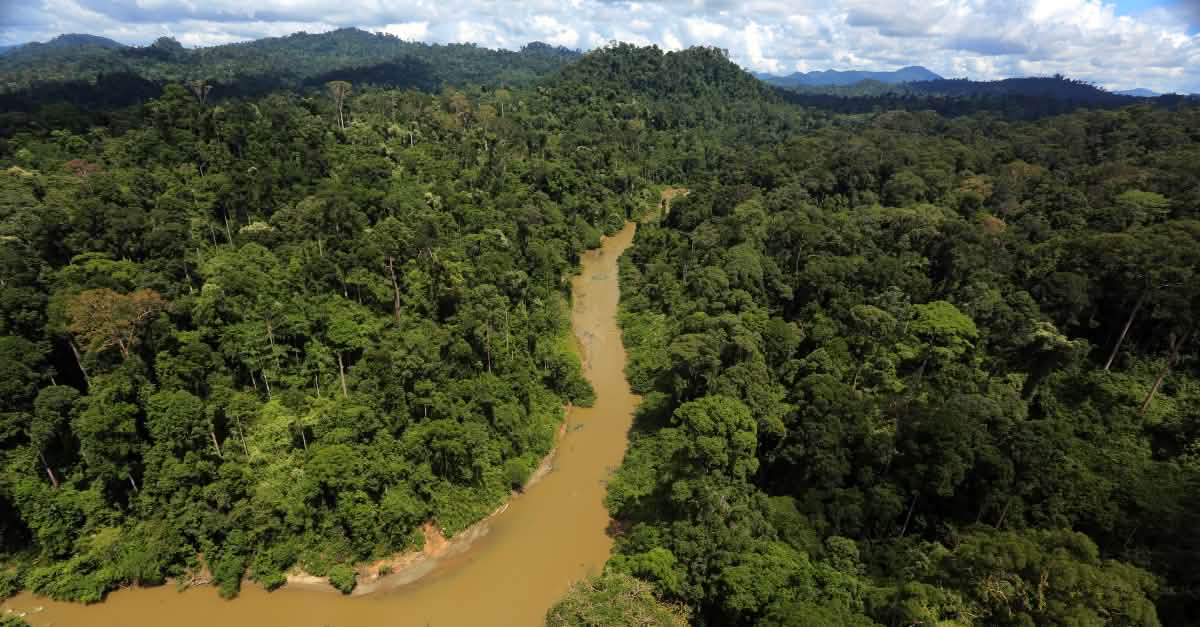 Hutan Rimba Track Lindungi hutan rimba Kalimantan dan perkuat masyarakat adat ...