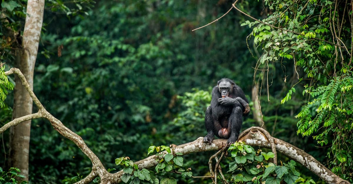 Jangan korbankan hutan hujan di Kongo demi industri minyak - Selamatkan Hutan  Hujan
