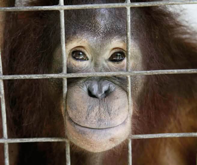 Orang utan menatap keluar dari kandangnya