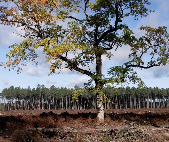 Satu-satunya pohon ek yang masih berdiri di hutan yang telah ditebang, dengan latar belakang sebuah monokultur pinus
