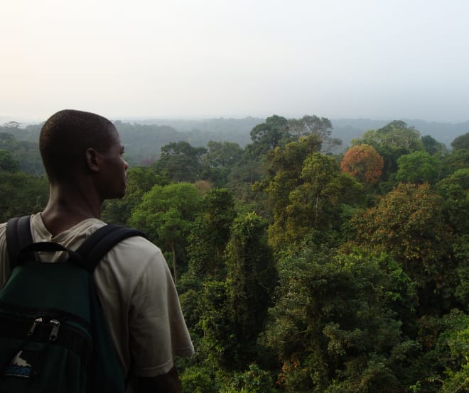 Hutan hujan di selatan Taman Nasional Korup, Kamerun