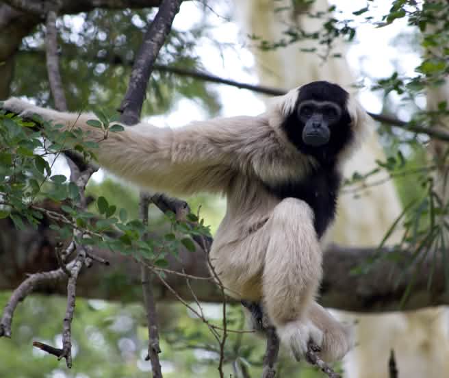 Pileated gibbon (hylobates pileatus) duduk di atas ranting yang besar dan menatap kamera
