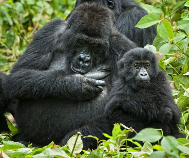 Gorila dan anaknya