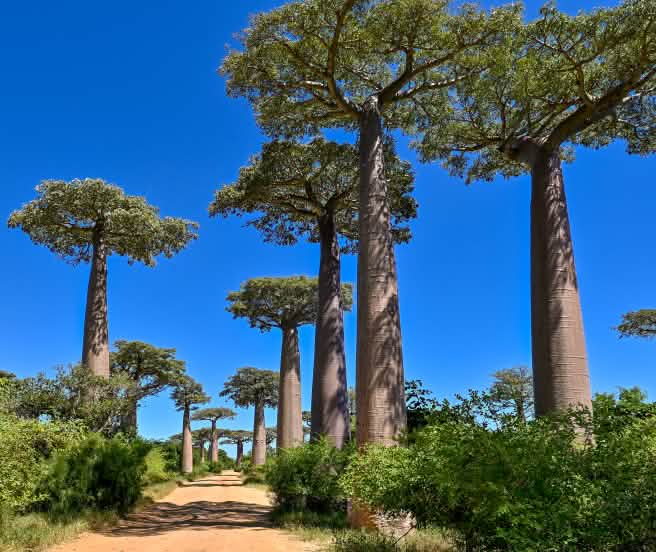 Pohon-pohon baobab disepanjang jalan berpasir di Madagaskar