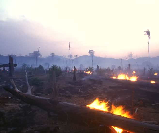 Tebas dan bakar hutan di Brasil