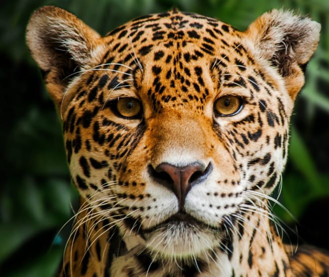 Jaguar di Cagar biosfer Indio Maiz di Nikaragua
