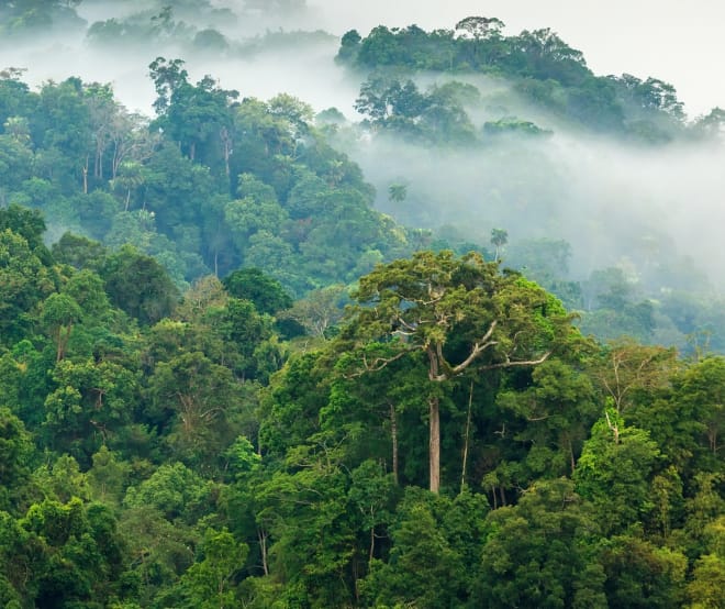 Hutan hujan dalam kabut