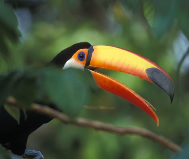 Seekor burung tukan besar bertengger di atas batang pohon di hutan hujan