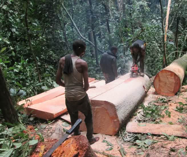 3 penebang memotong pohon yang baru mereka tebang