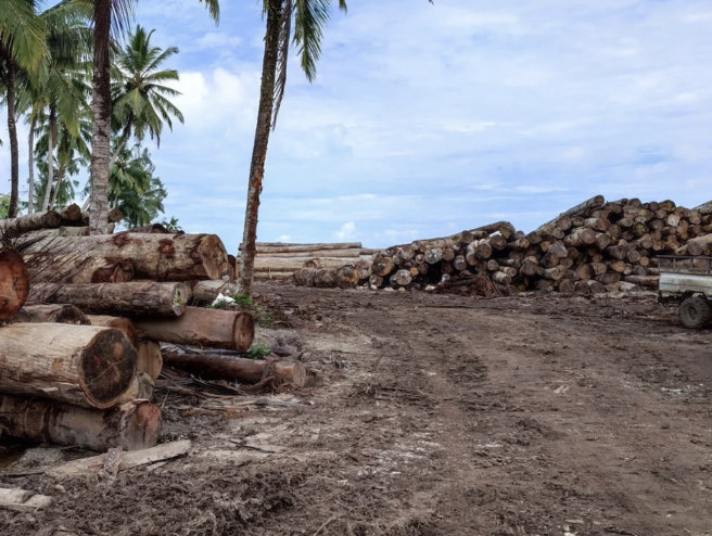 Kayu tropis di bawah pepohonan palem