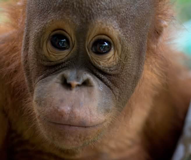 muka Orang-Utan