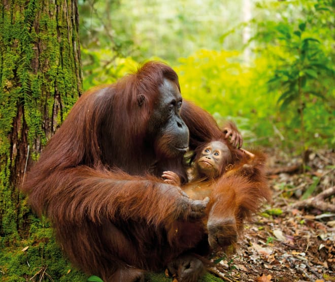 Orangutan dengan anaknya