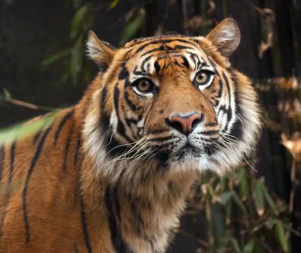 Harimau Sumatera
