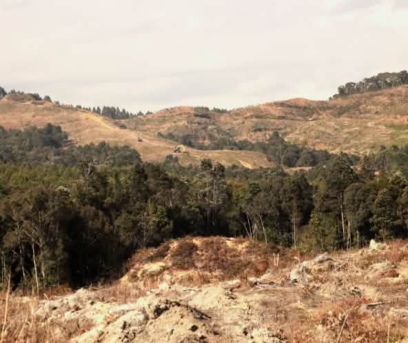 gunung yang gundul