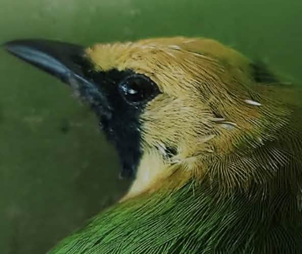 Kepala burung berwarna hijau dengan kening kuning