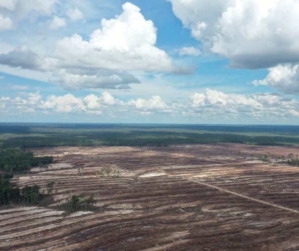 Rawa gambut di Kalimantan