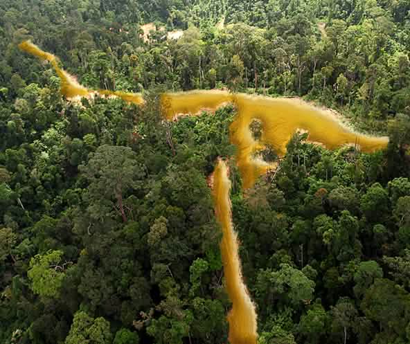 Sungai emas melewati hutan hujan