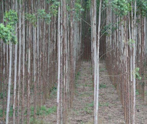 HTI eukalyptus
