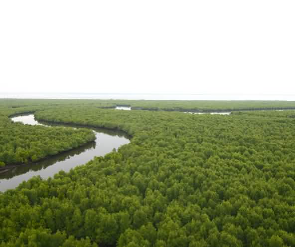 Hutan bakau dari atas. Sebuah sungai berkelok-kelok membelah hutan menuju pantai di cakrawala.