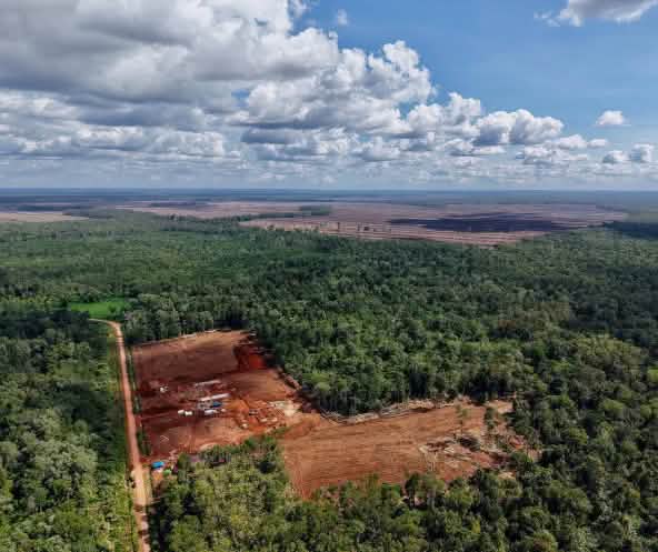 foto drone pembukaan hutan di Merauke, Papua Selatan