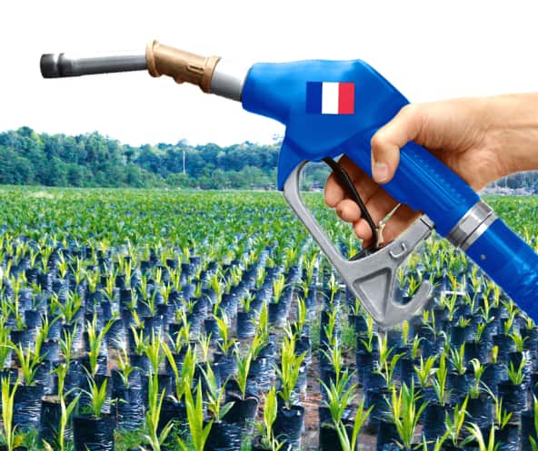 Perkebunan Sawit Biofuel Prancis