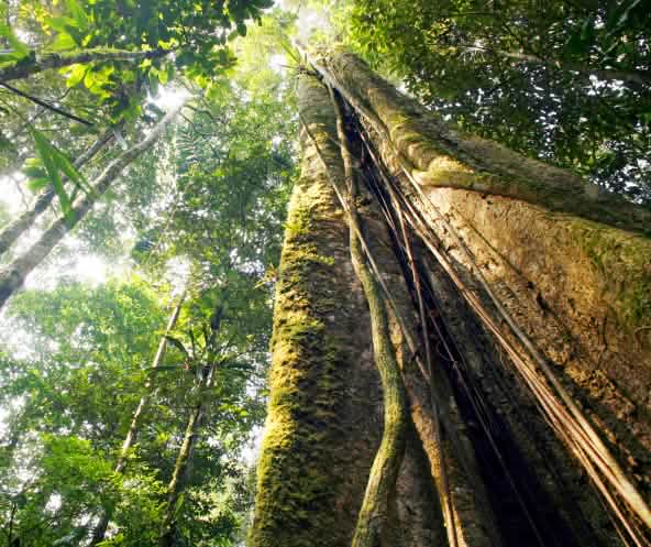 Hutan Hujan Amazonas