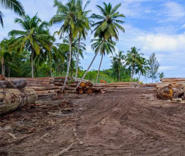 Batang kayu dibawah pohon kelapa